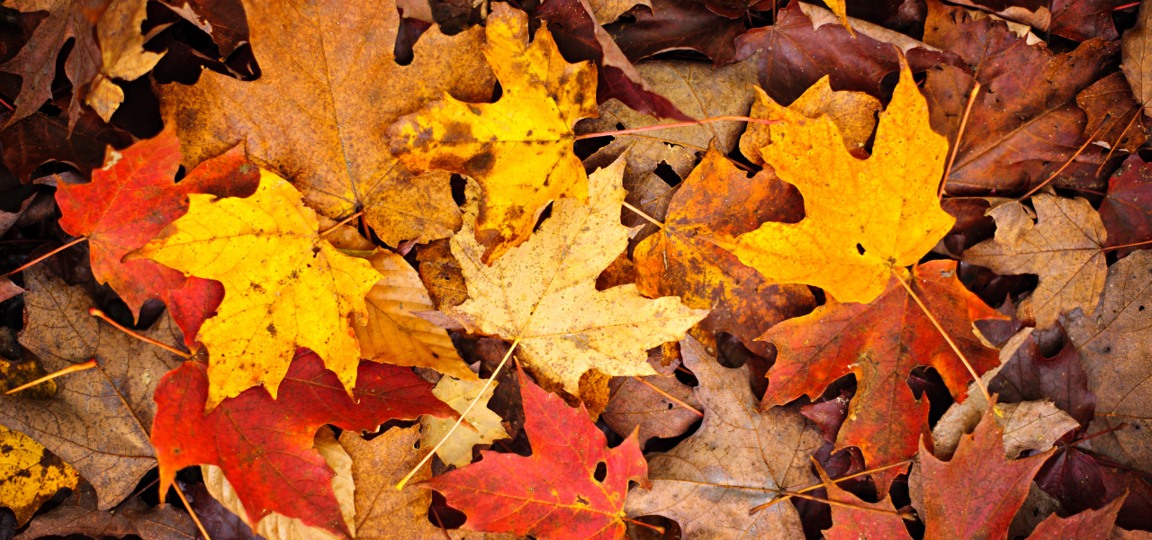 Families enjoying a Michigan fall festival with autumn decorations.